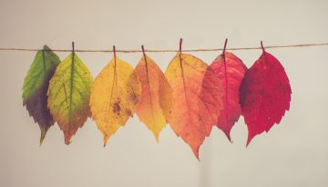 Best DIY Fall Projects