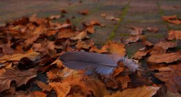How To Clean Your Garden Up During The Autumn