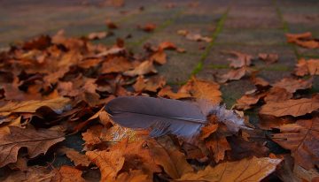 How To Clean Your Garden Up During The Autumn