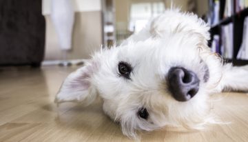 How to Keep Your House Perfect With Pets