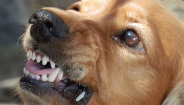 When The Bite Is Worse Than The Bark: Dealing With A Dog Bite