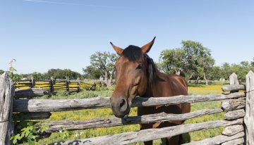 Stop Horsing Around: How To Protect The Profits Of Your Ranch Business