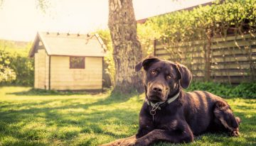 DIY Tips for a Pet – Friendly Garden