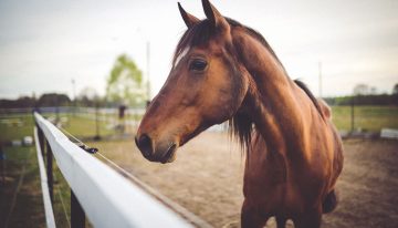 How To Make Your Horse Business More Profitable