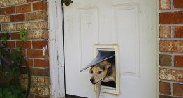 Three Advantages of Having a Pet Door for Your Dog