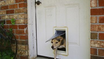 Three Advantages of Having a Pet Door for Your Dog