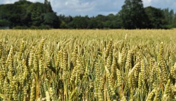 A Vast Landscape: Is Farming A Viable Career Option?