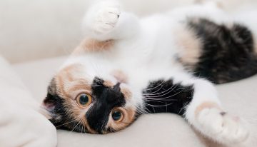 Keeping Your Indoor Cat Happy
