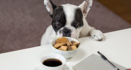 Importance of a Feeding Schedule in Your Dog’s Diet