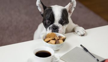 Importance of a Feeding Schedule in Your Dog’s Diet