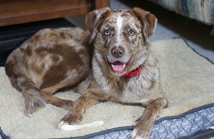 Caring For Your Older Dog