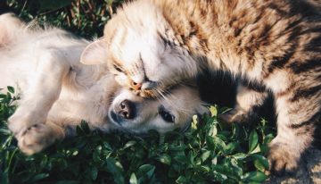 5 Extraordinary Tips To Help Your Cat and Dog Get Along