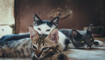 Common Cat Behaviors Problems and their Solution