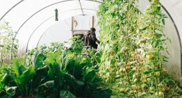 7 Amazing Benefits of Growing a Vegetable Garden